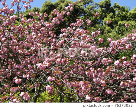 Yae cherry blossoms are late blooming cherry blossoms Yae cherry blossoms are late blooming cherry blossoms 76373082