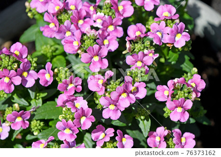 Netherwood Nemesia 76373162