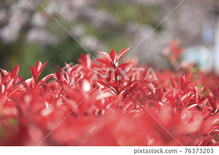 Red Tip Photinia 明亮的幼葉(櫻花背景) Red Tip Photinia 明亮的幼葉(櫻花背景) 76373203