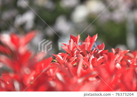 Red Tip Photinia 明亮的幼葉(櫻花背景) Red Tip Photinia 明亮的幼葉(櫻花背景) 76373204