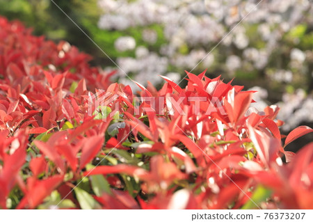 Red Tip Photinia 明亮的幼葉（櫻花背景） 76373207