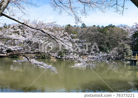 埼玉縣尾瀨町小學生沼澤的櫻花與藍天 埼玉縣尾瀨町小學生沼澤的櫻花與藍天 76373221