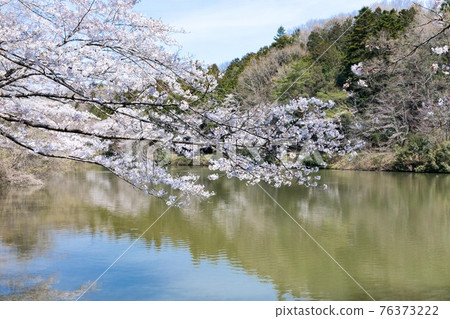 埼玉縣尾瀨町小學生沼澤的櫻花與藍天 埼玉縣尾瀨町小學生沼澤的櫻花與藍天 76373222