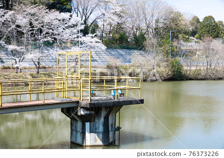 埼玉縣尾瀨町的櫻花和學童沼澤 76373226