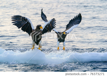 Steller's sea eagle and drift ice, Hokkaido Eastern Hokkaido Shiretoko Rausu Steller's sea eagle and drift ice, Hokkaido Eastern Hokkaido Shiretoko Rausu 76373271