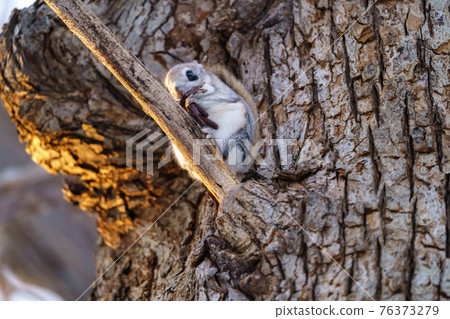 Ezomomonga Winter Hokkaido 76373279