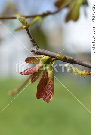 Silver maple Silver maple 76373426
