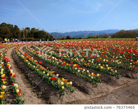 鬱金香領域和藍天 76373468