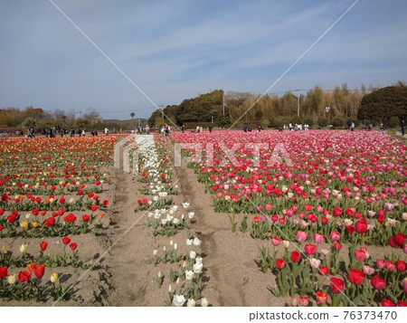 鬱金香領域和藍天 鬱金香領域和藍天 76373470
