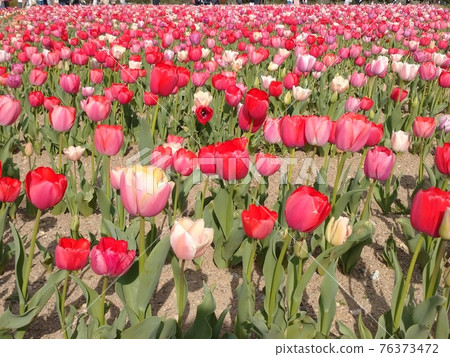 鬱金香領域和藍天 76373472