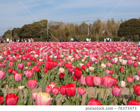 鬱金香領域和藍天 76373473