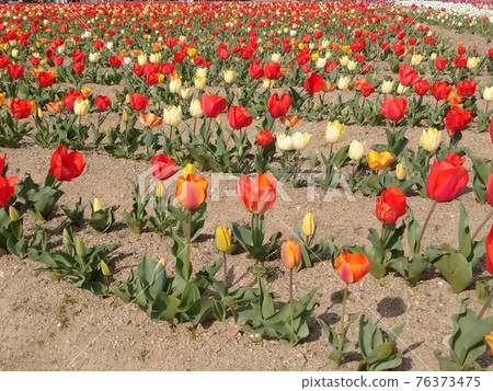 鬱金香領域和藍天 76373475