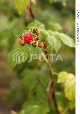 Close-up of the ripe raspberries in the fruit garden. 76373900