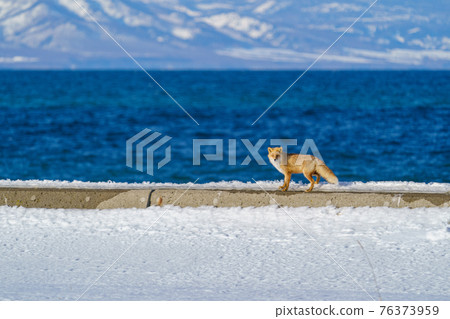 Notsuke Peninsula Winter Kita Kitsune Notsuke Peninsula Winter Kita Kitsune 76373959