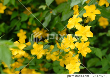 Yamaboki花 76374260