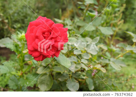 Bud of red rose with blurred green natural background. 76374362