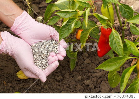 Farmer hands in rubber gloves giving chemical fertilizer to bell pepper bushes. 76374395