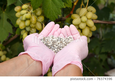 Farmer hands in rubber gloves giving chemical fertilizer Farmer hands in rubber gloves giving chemical fertilizer 76374396