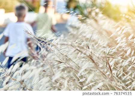 Wild oats plant at sunset on summer late day in Greece 76374535