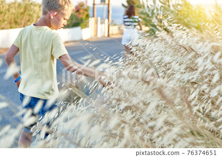Boy in yellow T-shirt touches wild oats 76374651