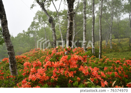 在霧中的遠程杜鵑花 在霧中的遠程杜鵑花 76374970