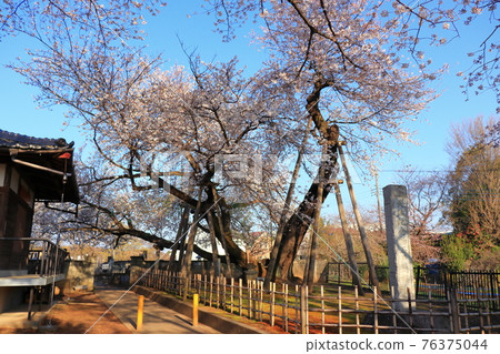 早上的石戶鐮面,埼玉縣北本市,春天的素材 早上的石戶鐮面,埼玉縣北本市,春天的素材 76375044