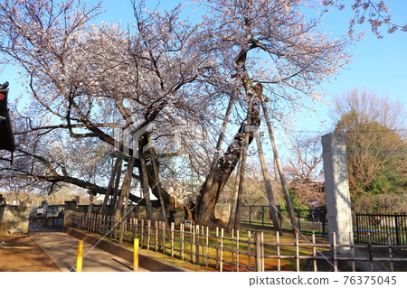 早上的石戶鐮面，埼玉縣北本市，春天的素材 76375045