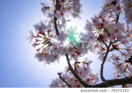 The future seen beyond the cherry blossoms 76375283