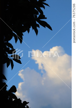 Tree silhouette and summer sky Tree silhouette and summer sky 76375286