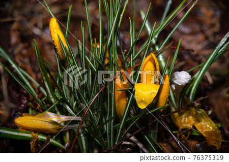 A close-up picture of yellow flowers with water droplets just before bloom. A close-up picture of yellow flowers with water droplets just before bloom. 76375319