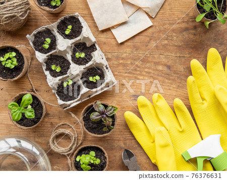 Basil seedlings in biodegradable pots on wooden table. Top view on green plants in peat pots and agricultural tools. Reuse of egg cartons. Basil seedlings in biodegradable pots on wooden table. Top view on green plants in peat pots and agricultural tools. Reuse of egg cartons. 76376631