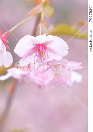 美麗的櫻花（河津櫻） 76376804