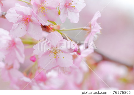 美麗的櫻花(河津櫻) 美麗的櫻花(河津櫻) 76376805