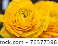 Peony flower 76377396