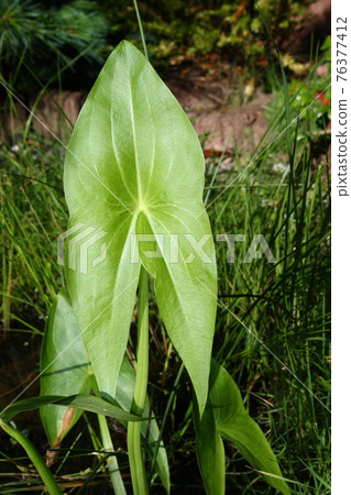 Arrowhead (Sagittaria) 76377412