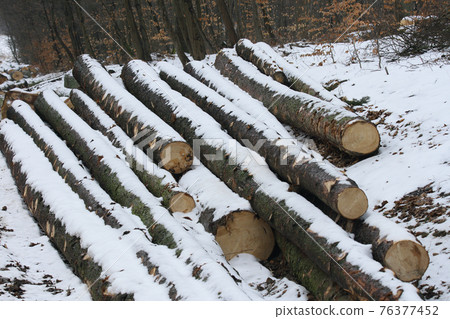 Logs Logs 76377452