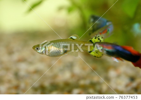 Guppy (Poecilia reticulata) Guppy (Poecilia reticulata) 76377453