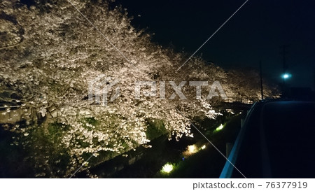 Cherry blossoms at night blooming on the river Cherry blossoms at night blooming on the river 76377919
