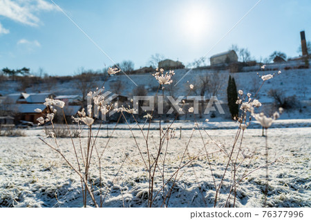 covered with frost umbrella dill against blue sky, in the background village is covered with snow. in winter season. blurry in the background covered with frost umbrella dill against blue sky, in the background village is covered with snow. in winter season. blurry in the background 76377996