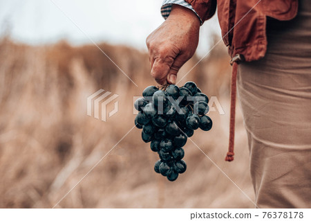 Closeup of a hand with blue ripe grapes. Fresh blue bunches of grapes. The concept of winemaking, wine, vegetable garden, cottage, harvest Closeup of a hand with blue ripe grapes. Fresh blue bunches of grapes. The concept of winemaking, wine, vegetable garden, cottage, harvest 76378178