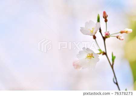 Beautifully blooming Edo Higan cherry blossoms and the sky Beautifully blooming Edo Higan cherry blossoms and the sky 76378273