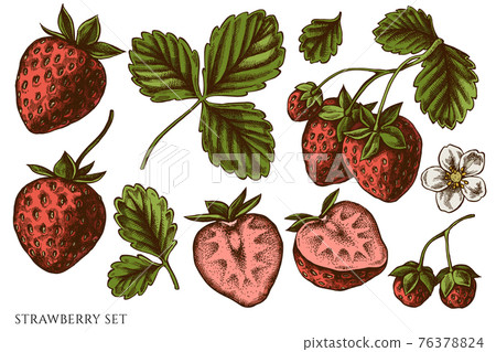 Vector set of hand drawn colored strawberry 76378824