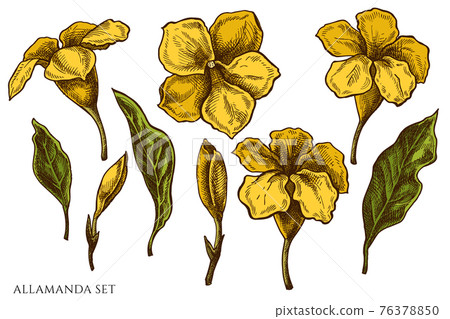 Vector set of hand drawn colored allamanda 76378850