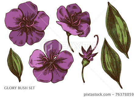 Vector set of hand drawn colored glory bush Vector set of hand drawn colored glory bush 76378859