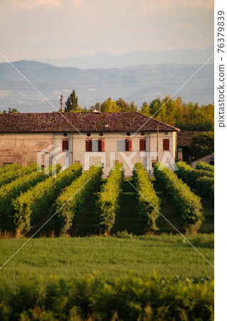 Growing field of wine grapes, vineyard, Italy 76379839