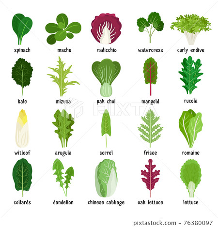 Green salad leaves set 76380097