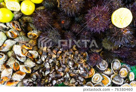 Assorted fresh raw seafood. Sea urchins, oysters, mussels, snails on the market. 76380460