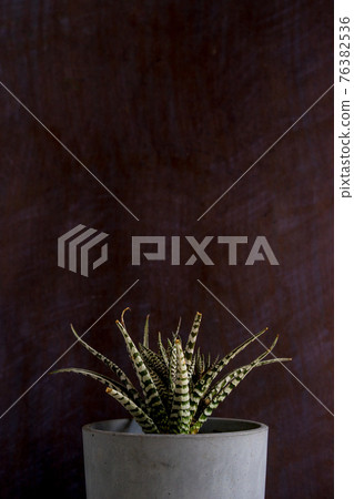 Potted Plants On Table Against Black Background 76382536