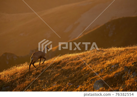 Tatra chamois walking in mountains backlit in ther morning Tatra chamois walking in mountains backlit in ther morning 76382554