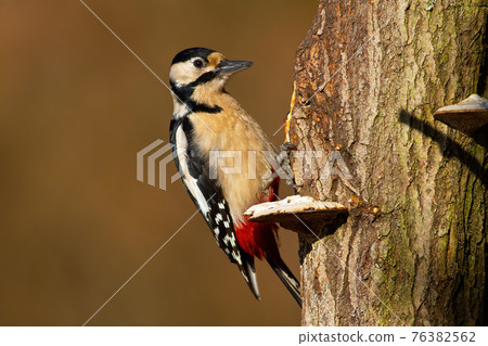 Great spotted woodpecker sitting on tree in spring 76382562
